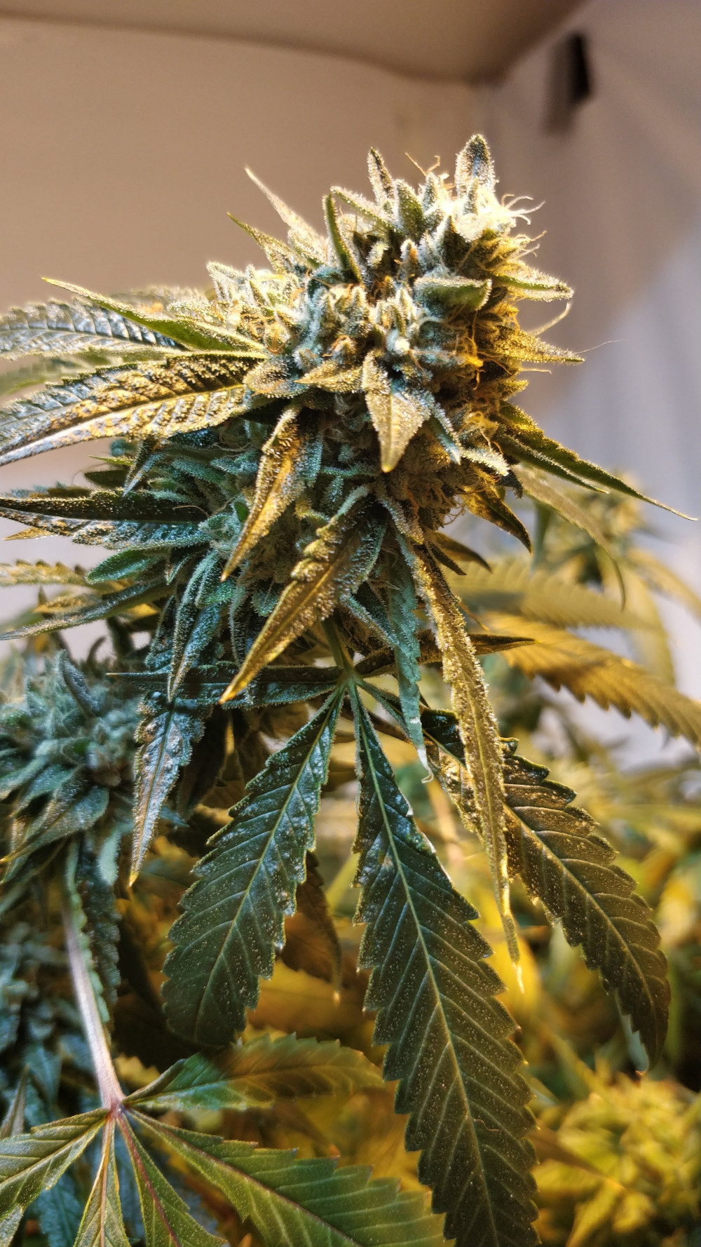 An image of Josh Key OG