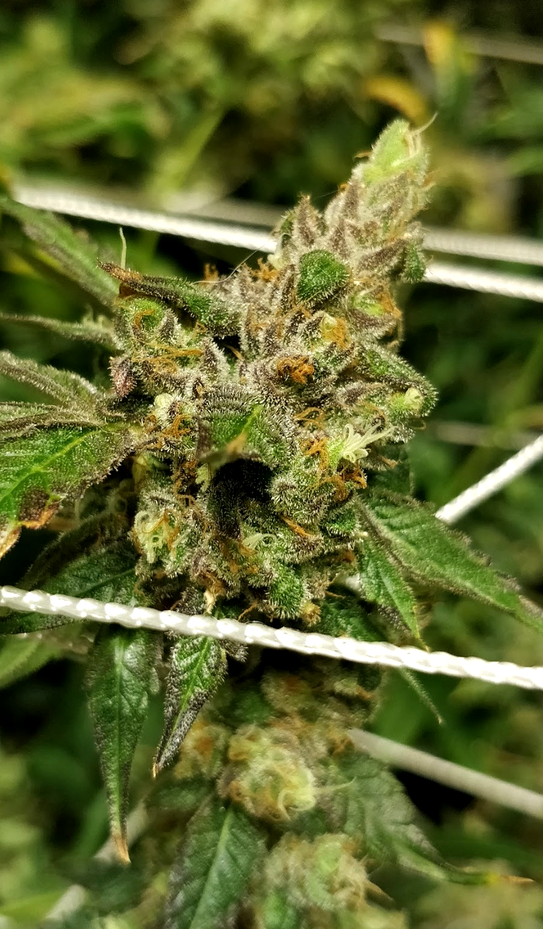 An image of Salted Lime Sherbert