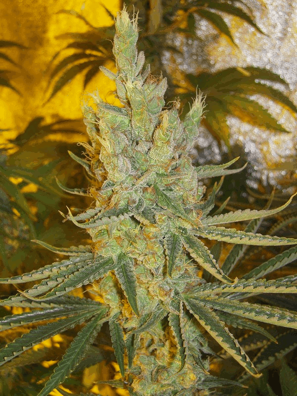 An image of SmellyBerry
