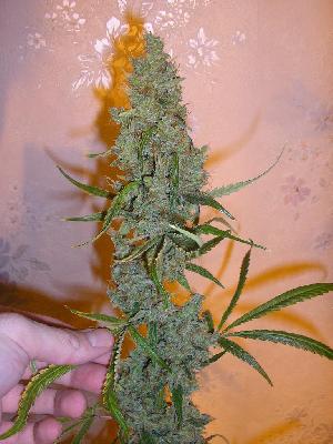 An image of Amnesia Sativa