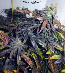 An image of Black Afghani