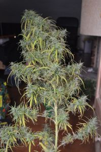An image of Colombian Gold 72