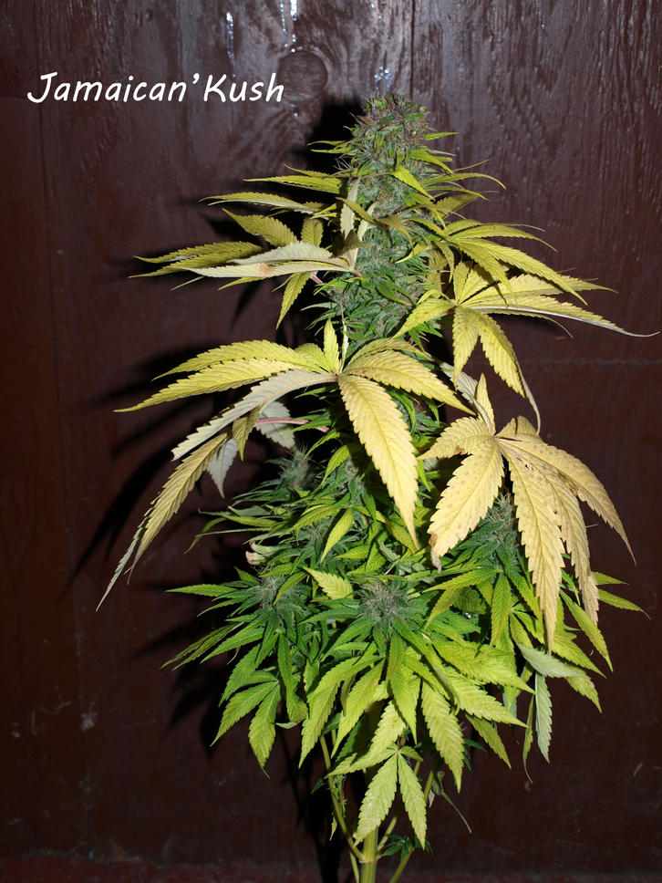 An image of Jamaican Kush