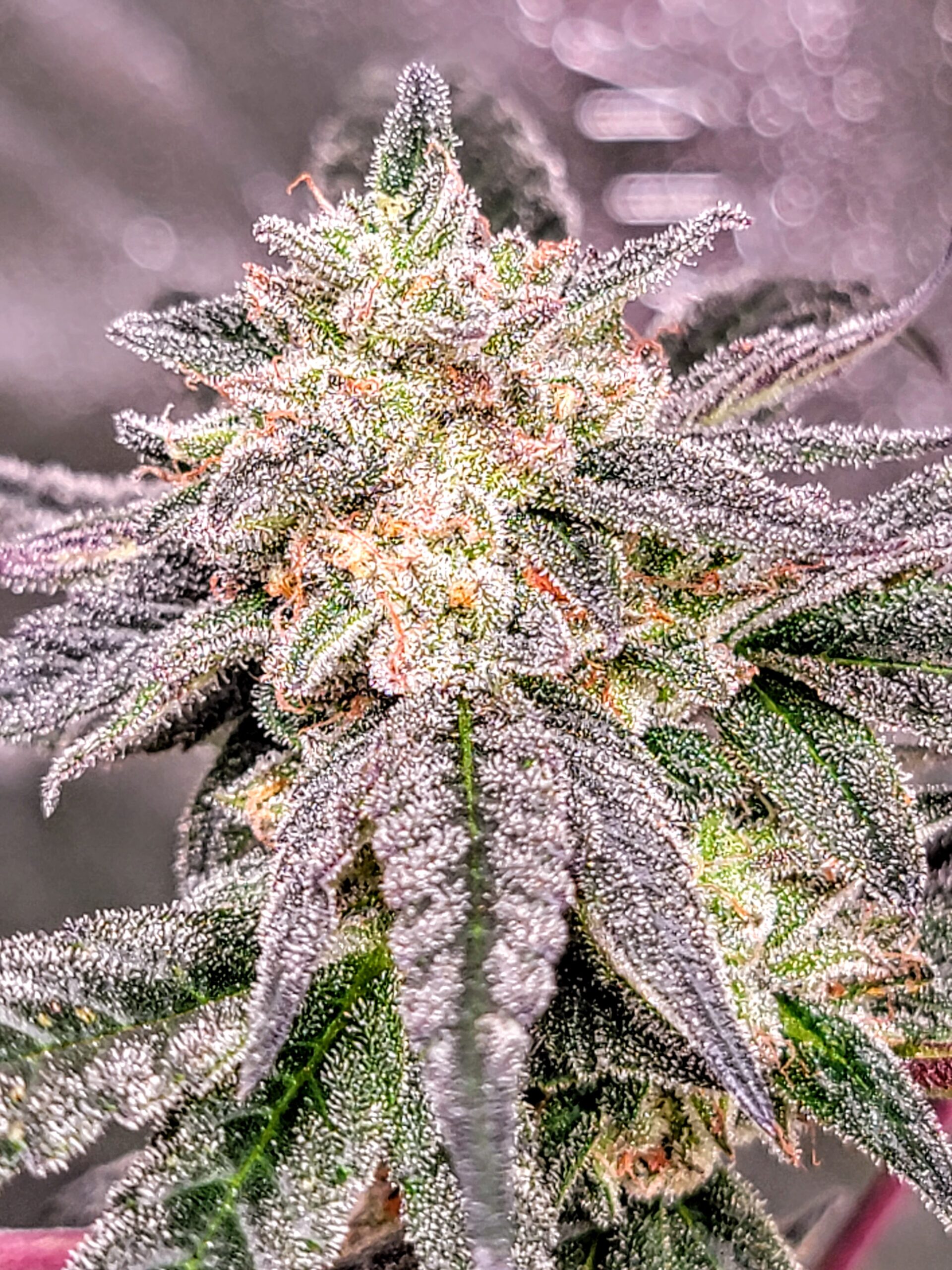 An image of Bitter Sweet