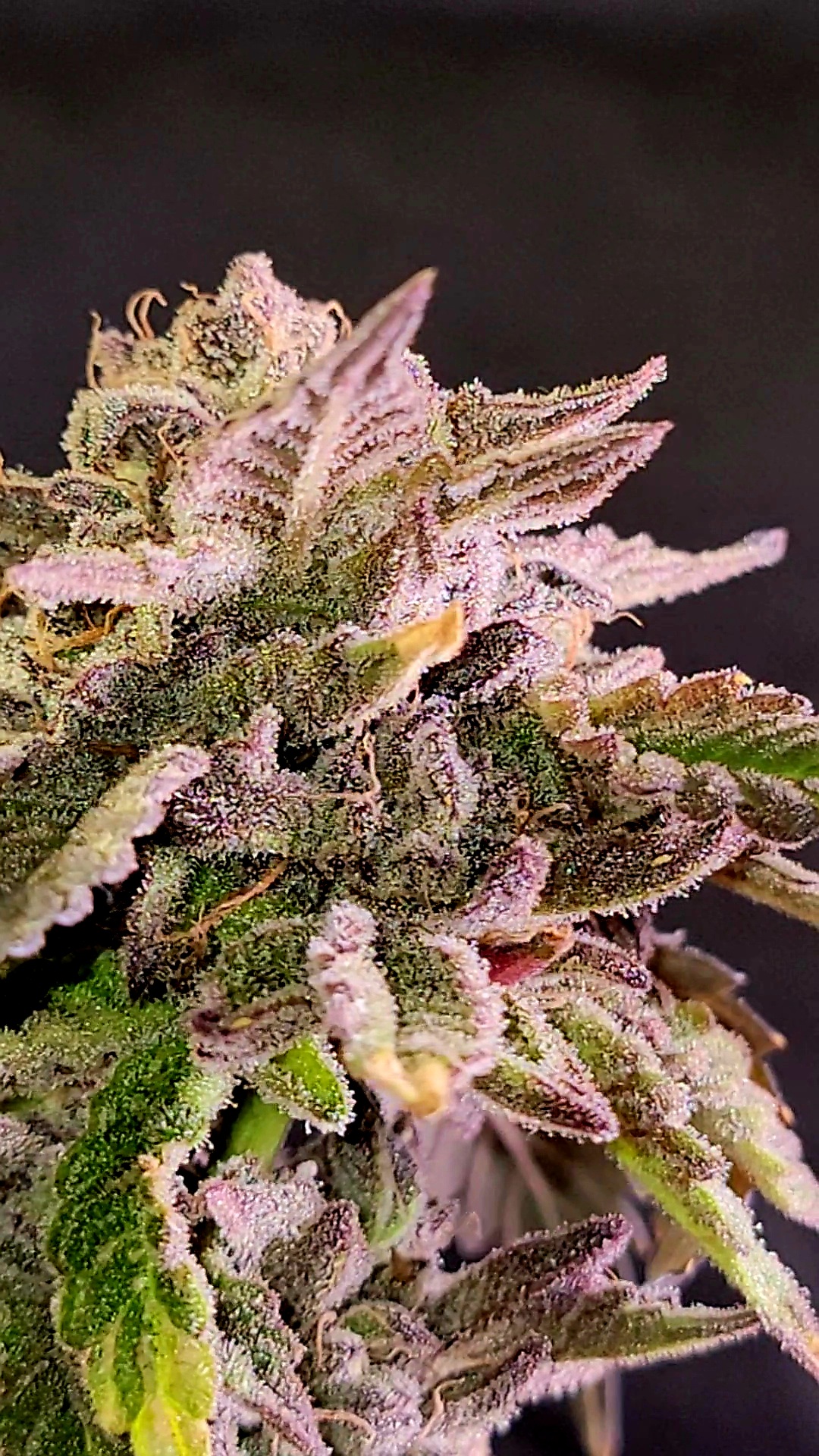 An image of Grape Jelly