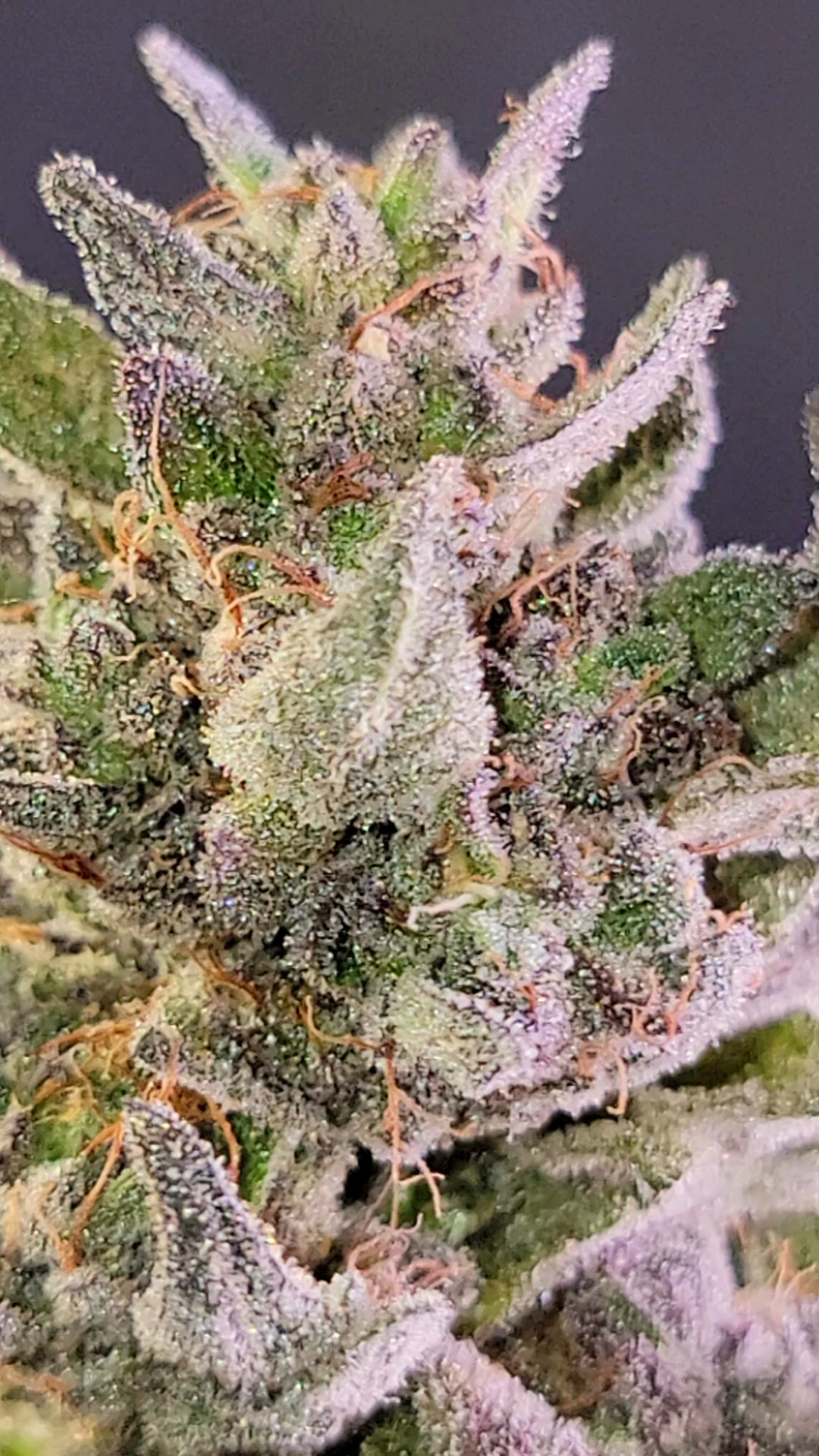 An image of Grapes & Cream x Jealousy