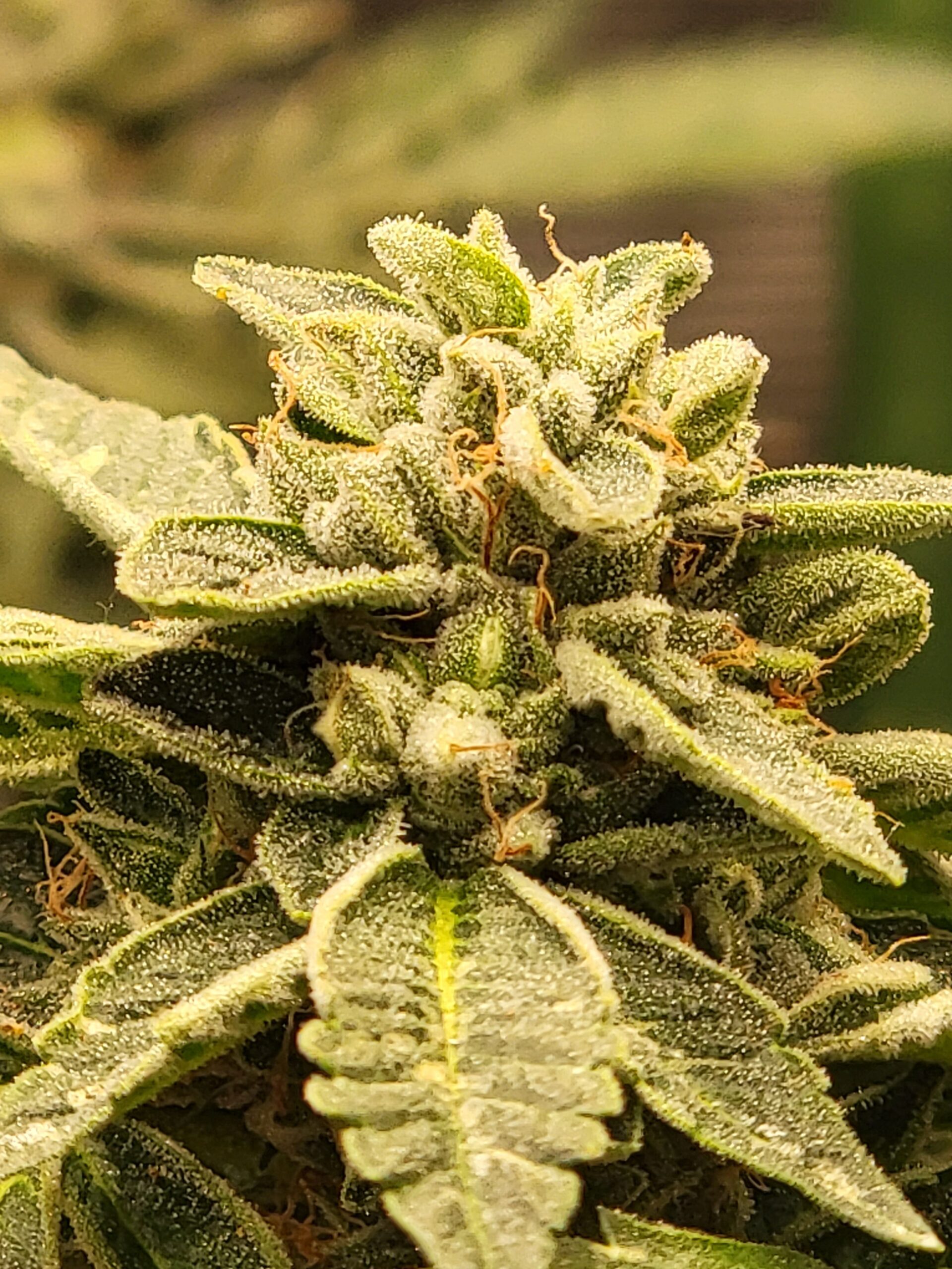 An image of Zoinkz