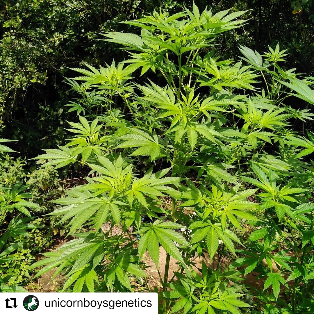 An image of Sweet Fire Purple Skunk OG