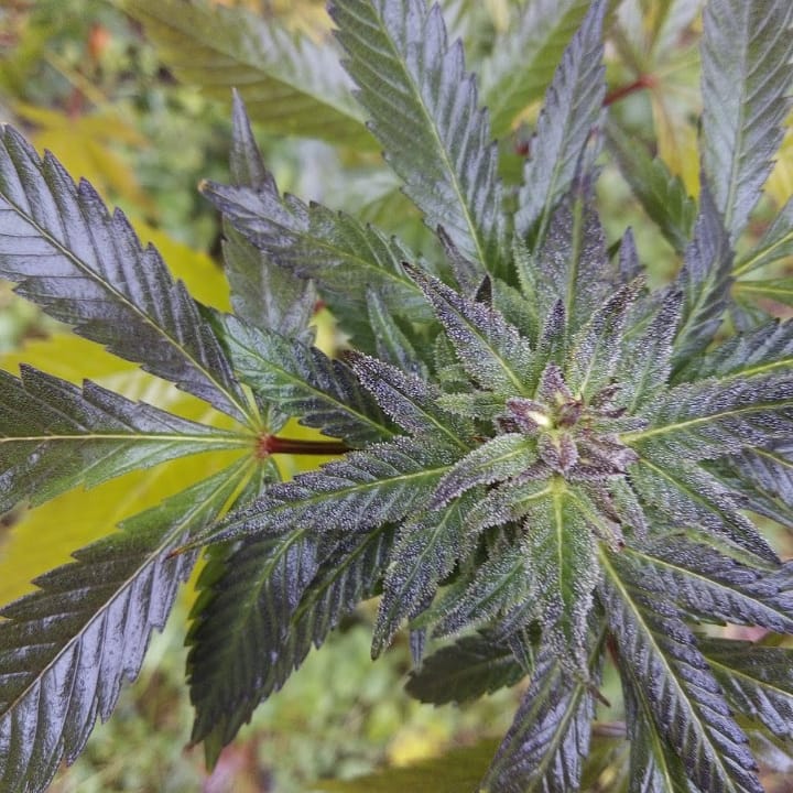 An image of Tao Purple F2