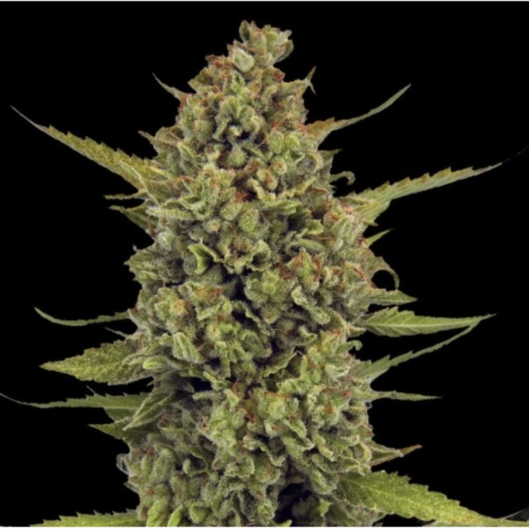 An image of Acapulco Gold