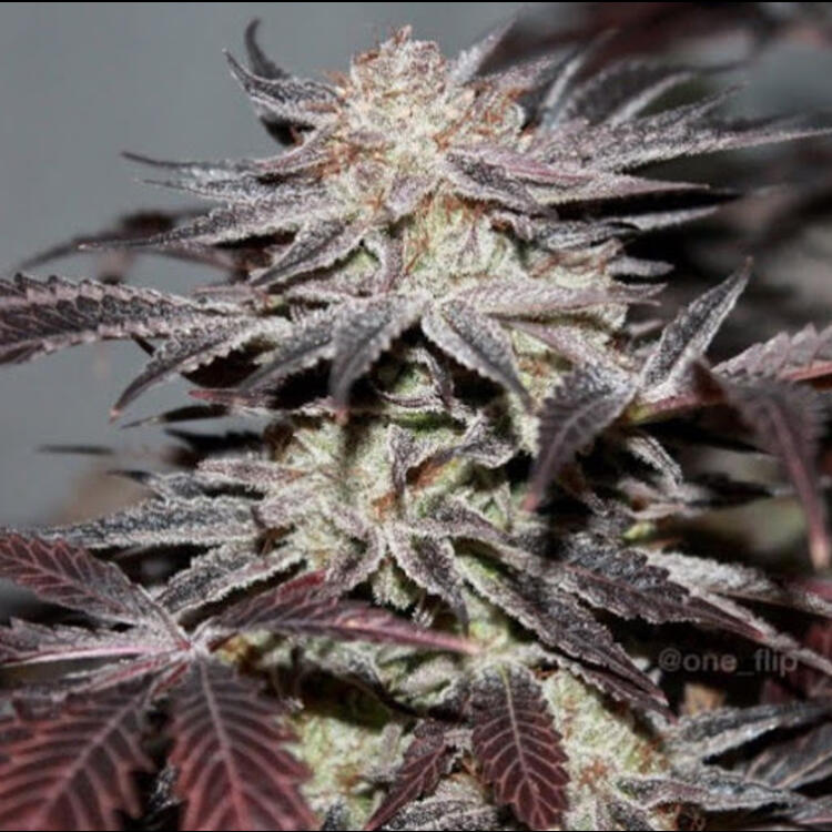 An image of Alien OG