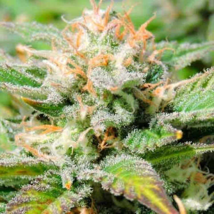 An image of Black Jack Autoflower