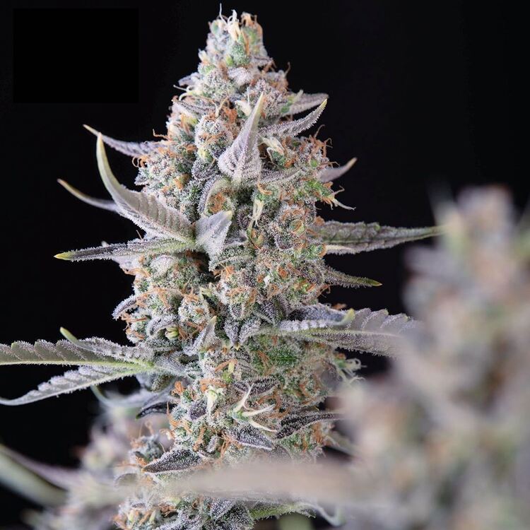 An image of Blackberry Moonrocks