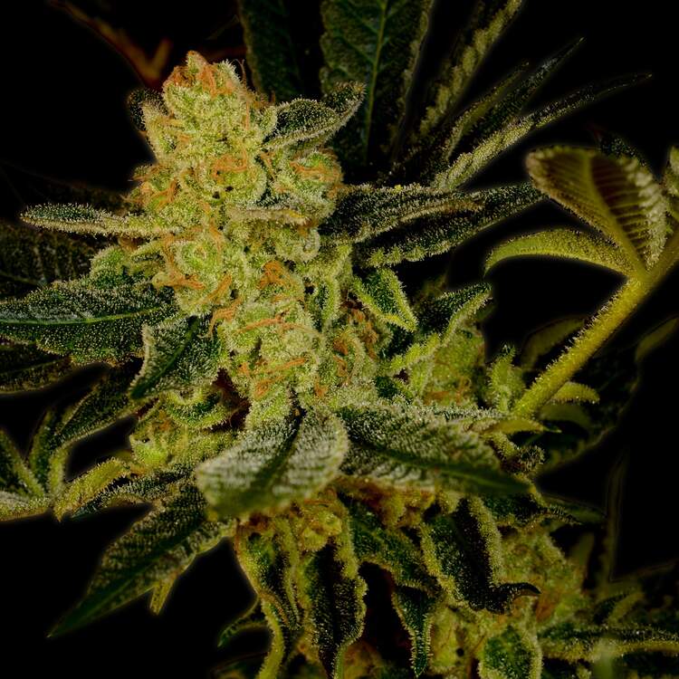 An image of Blue Dream