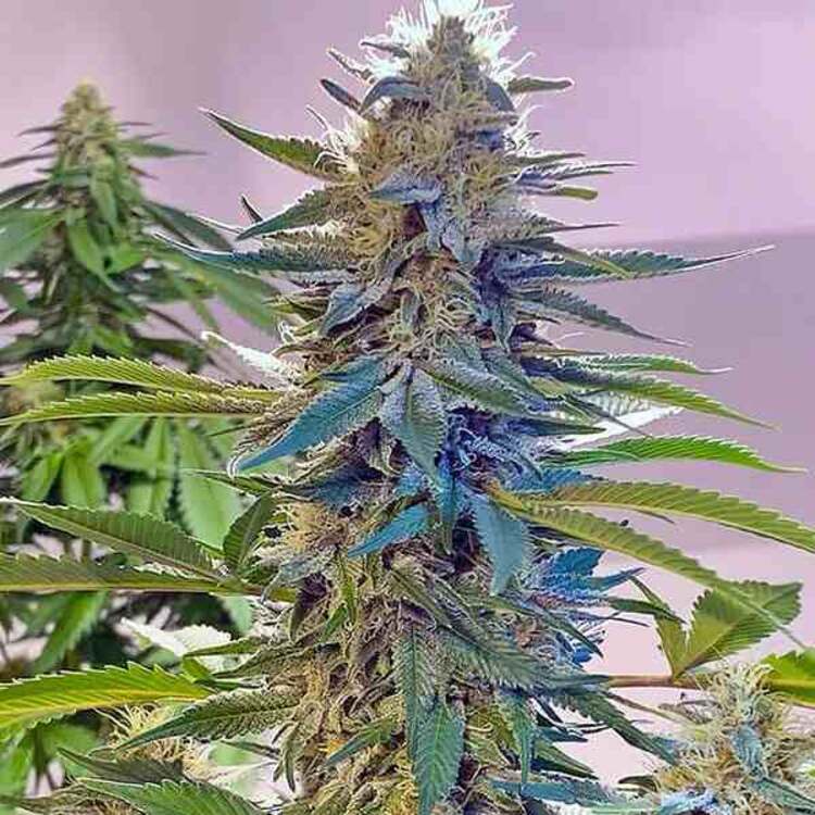 An image of Blue Widow