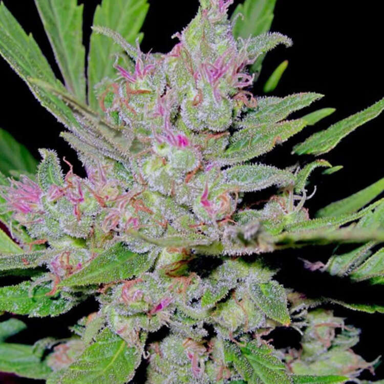An image of Blueberry Autoflower