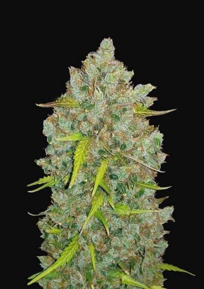 An image of Bubblegum Autoflower