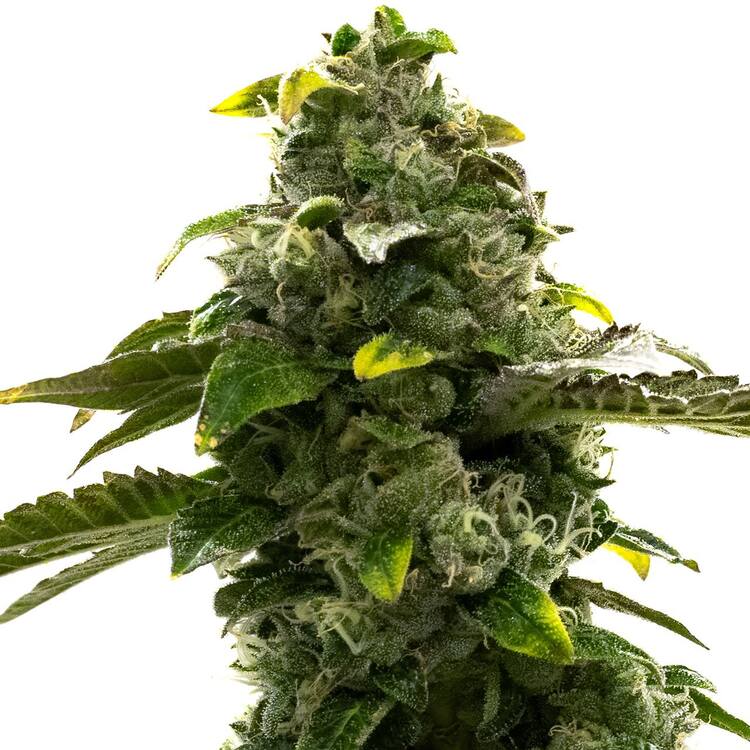 An image of CBD Black Diesel