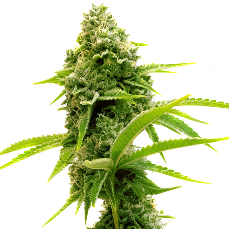 An image of CBD Sour Lemon