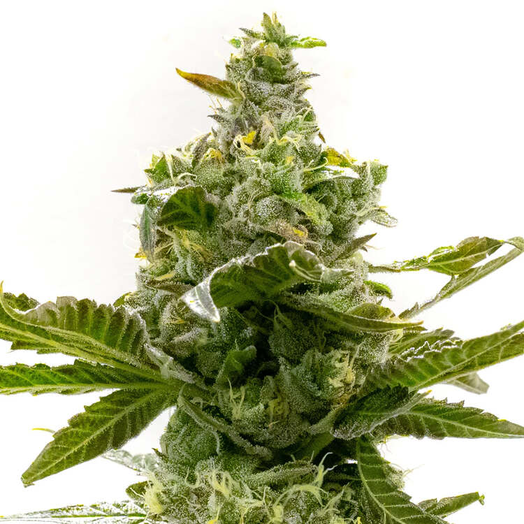 An image of CBD Super Lemon Haze