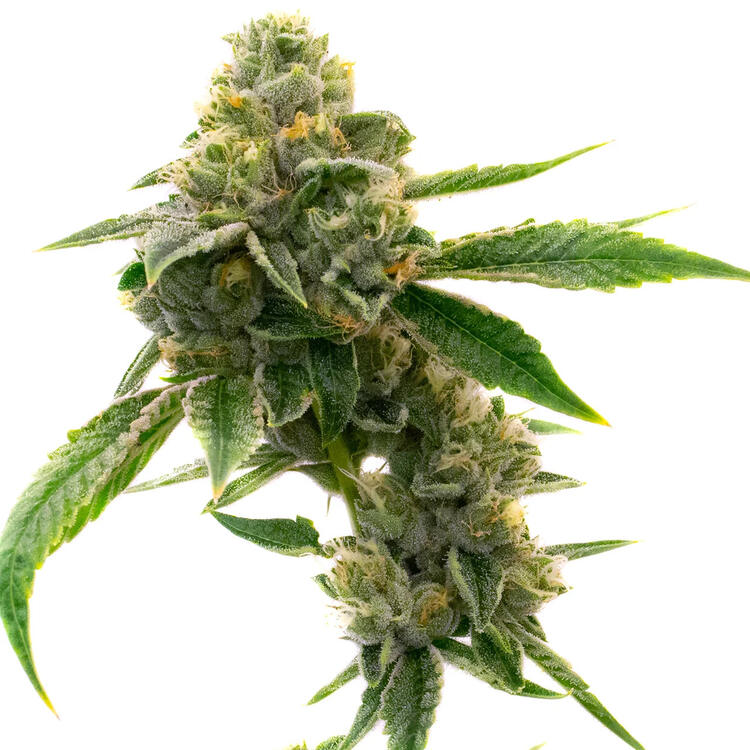 An image of CBD White Widow