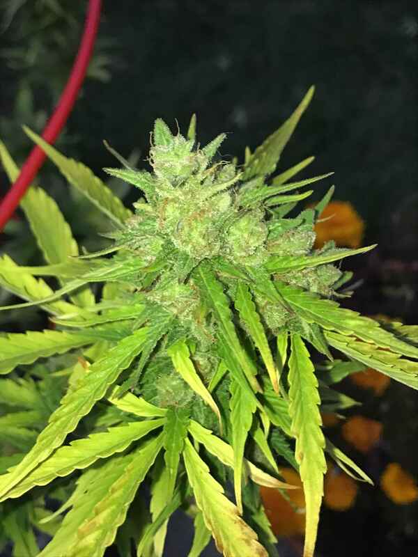 An image of Devil XXL Autoflower