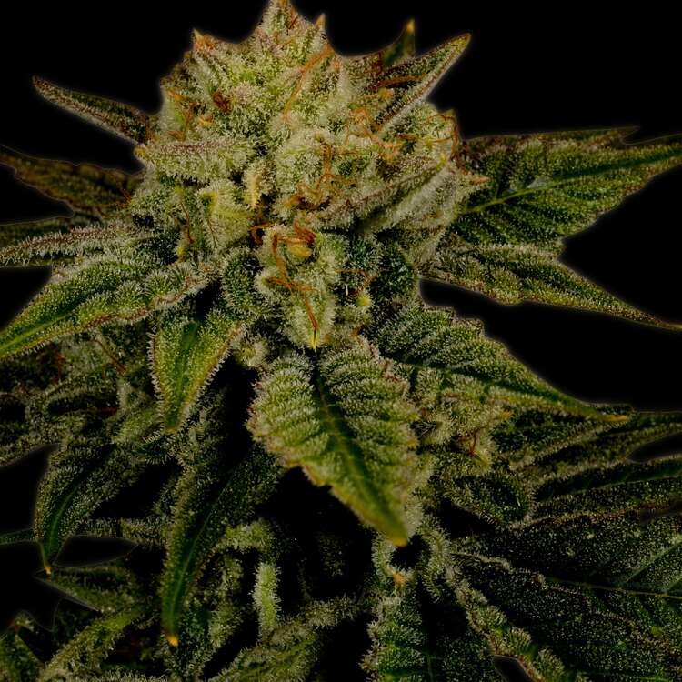 An image of Durban Poison Autoflower