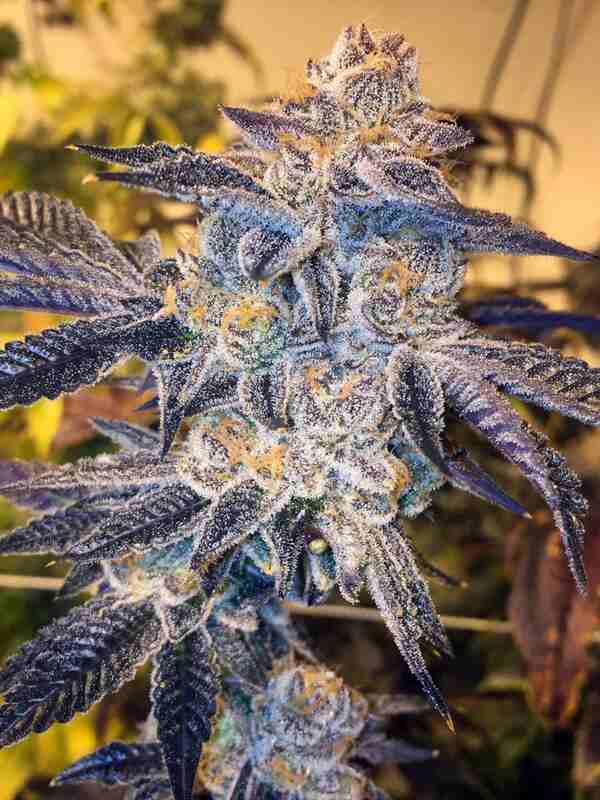 An image of Girl Scout Cookies