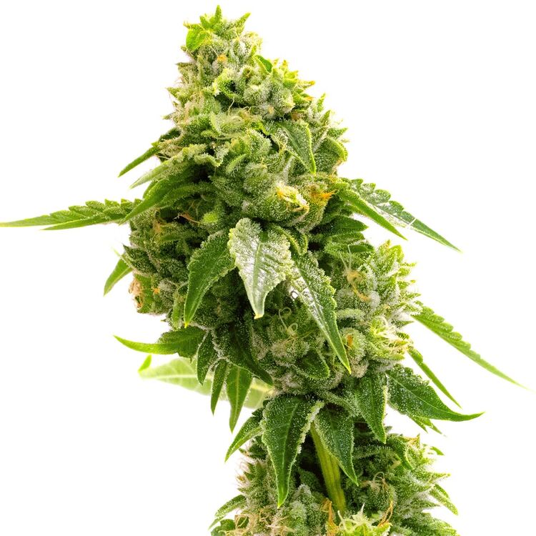 An image of Gorilla Glue Lemon