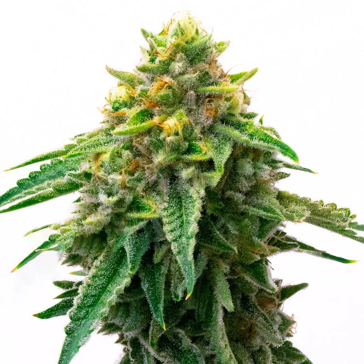 An image of Gorilla Glue #4 Autoflower