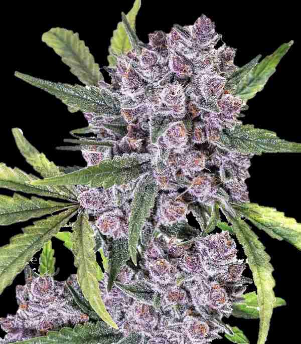 An image of Gorilla Purple Autoflower
