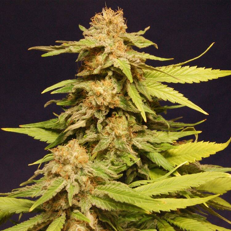 An image of Grape Ape