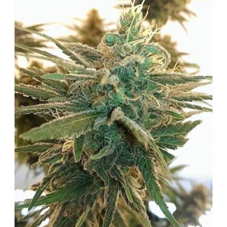 An image of Lemon Kush