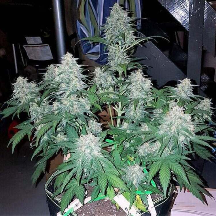 An image of Northern Lights Autoflower