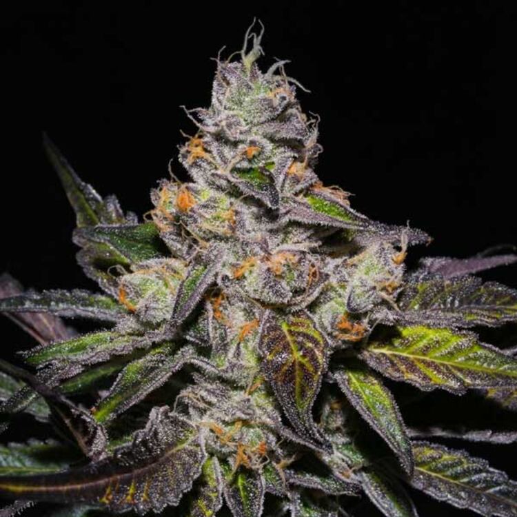 An image of Peanut Butter Breath