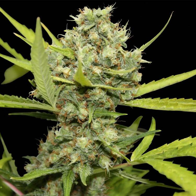 An image of Pineapple Chunk