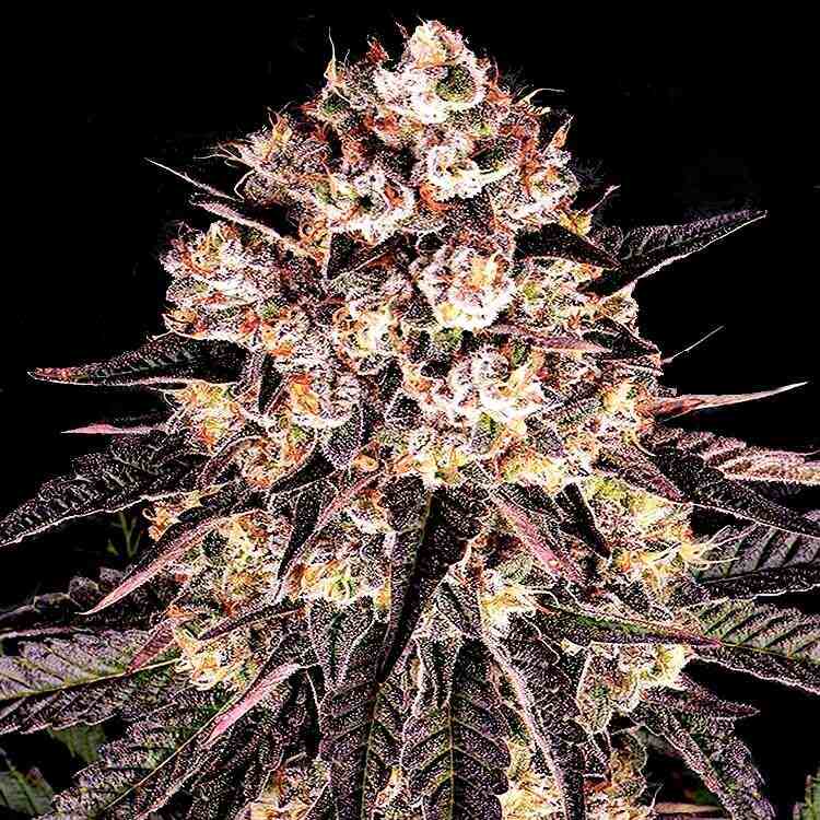 An image of Pink Runtz
