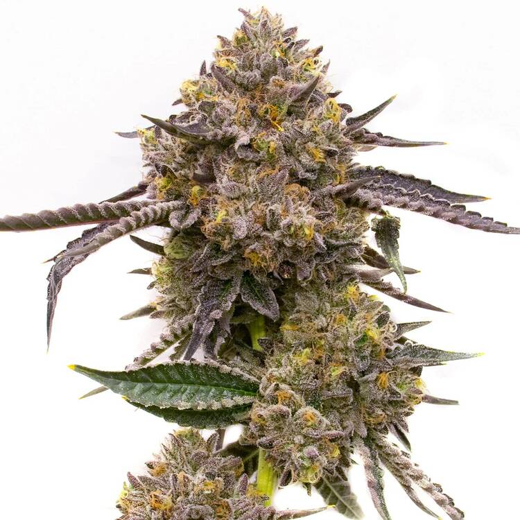 An image of Purple Haze