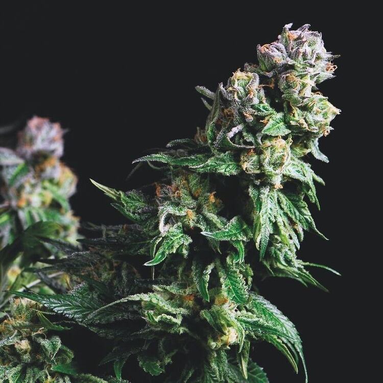 An image of Purple Urkle