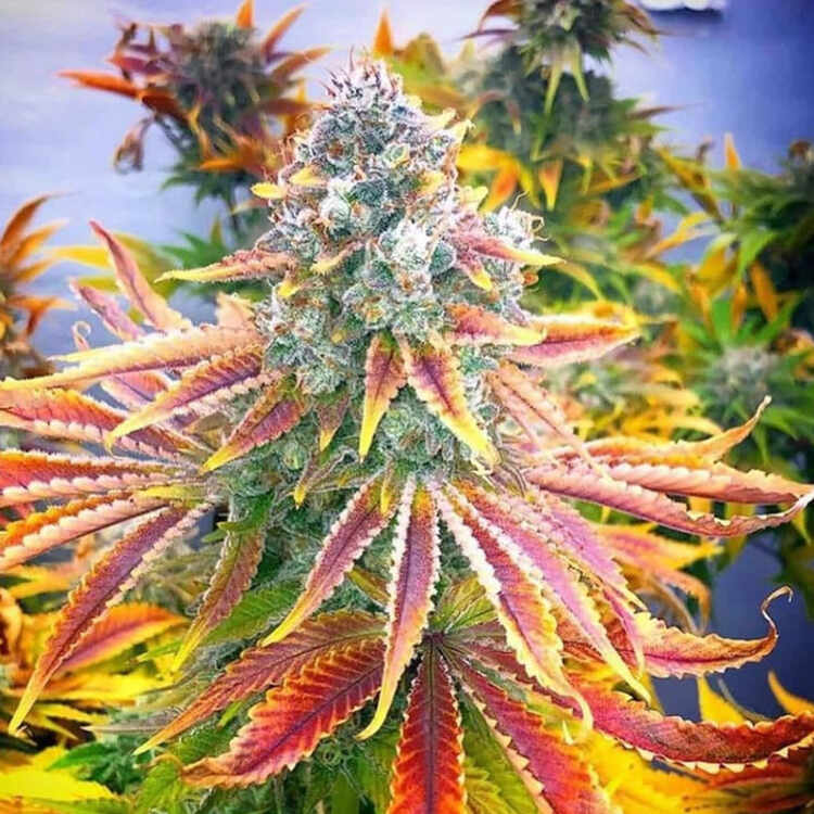 An image of Rainbow Kush Autoflower