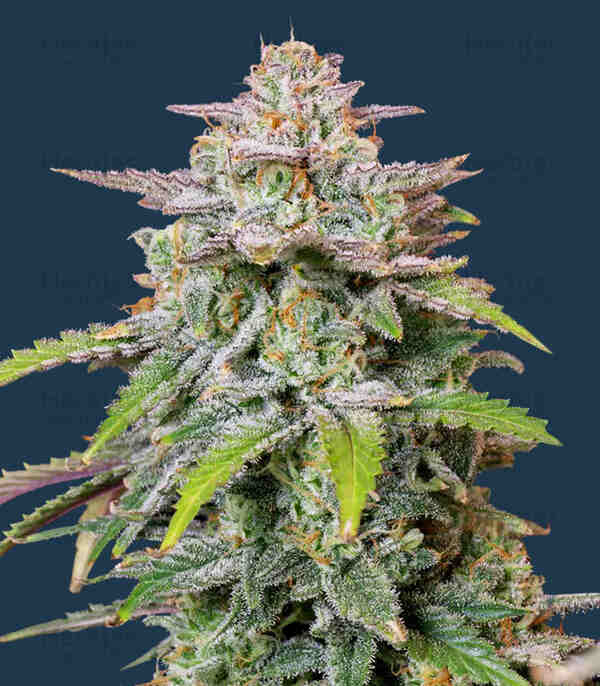 An image of Runtz Autoflower