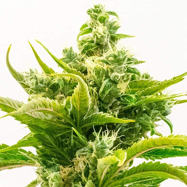 An image of Skunk Diesel