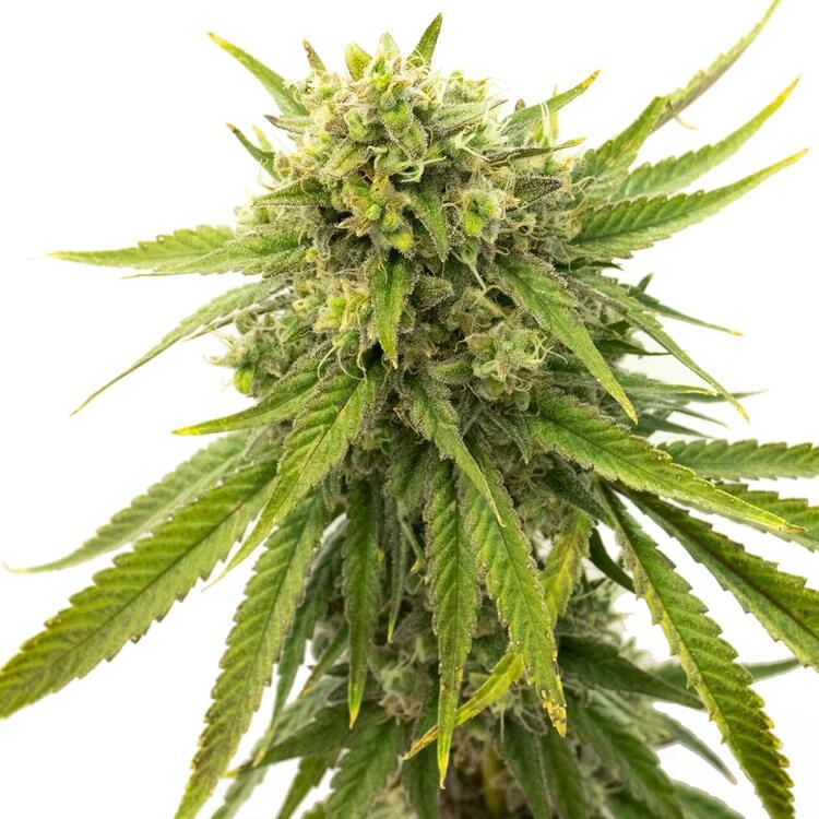 An image of Skywalker OG