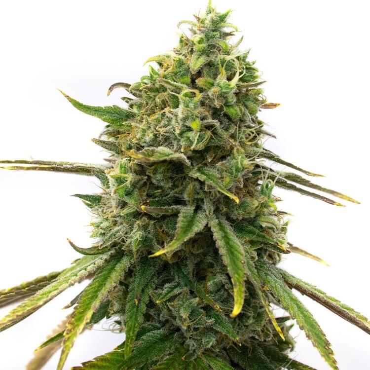 An image of Strawberry Cough