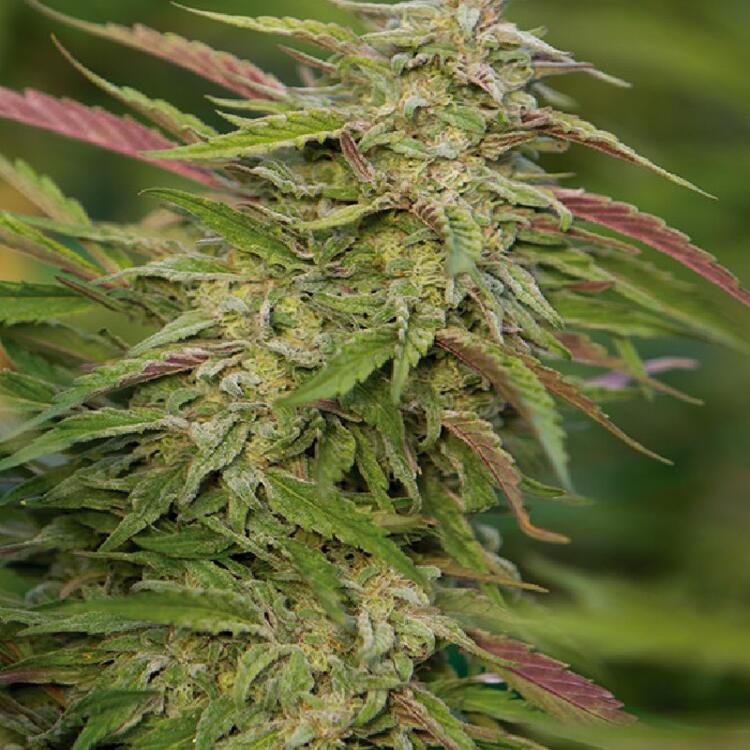 An image of Trainwreck