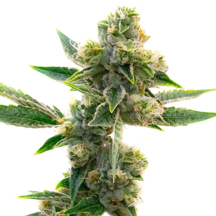 An image of Triangle Kush