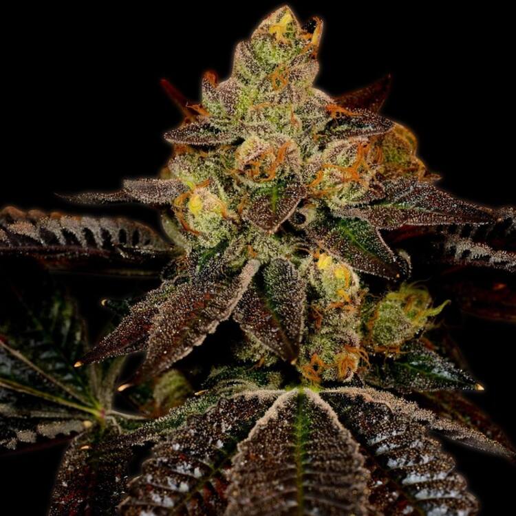 An image of Wedding Cake