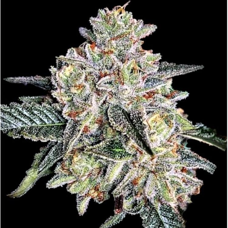 An image of Zkittlez Autoflower