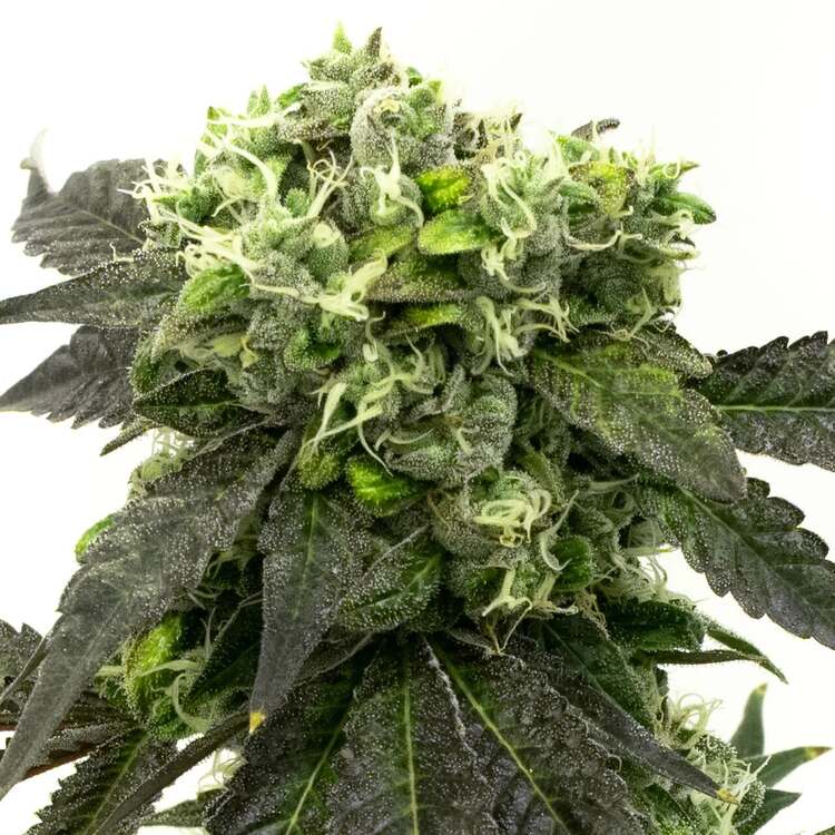 An image of Zombie D.F.
