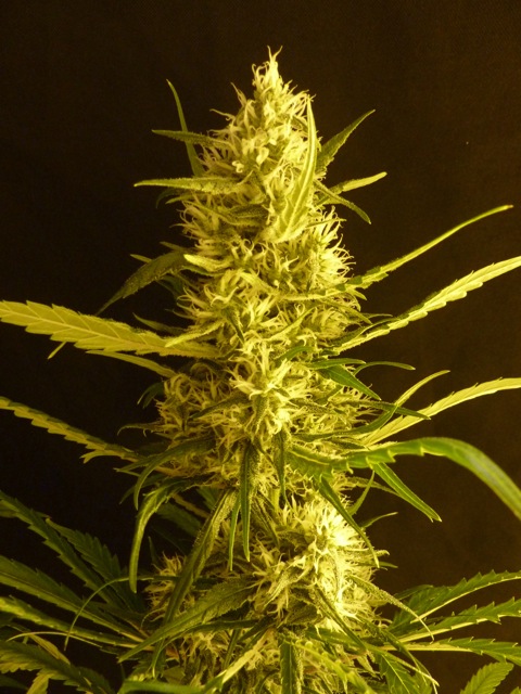An image of Citro Haze